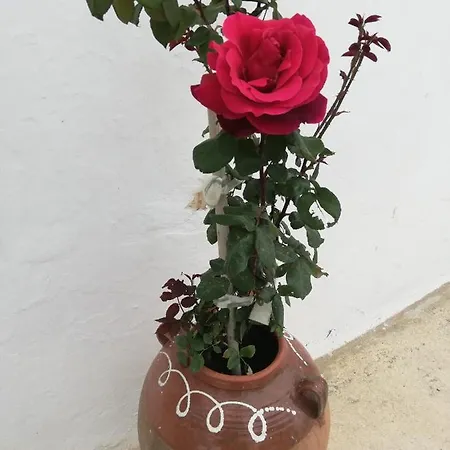 Lorentzia House 2 ! *