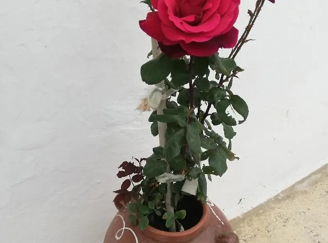 Lorentzia House 2 ! *